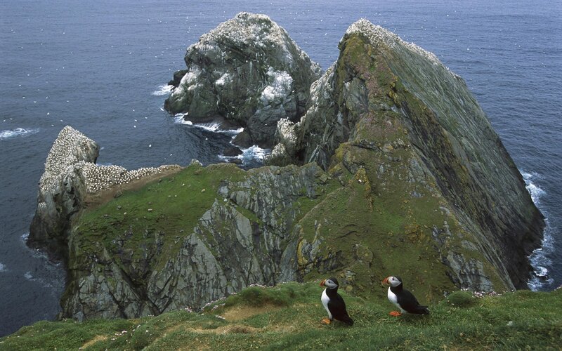 Puffins on a Cliff — Green, Natural