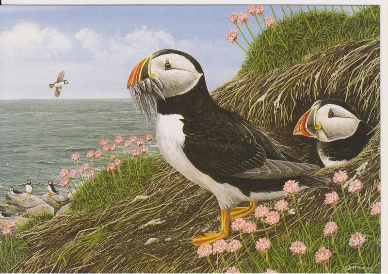 Puffins on a cliffside
