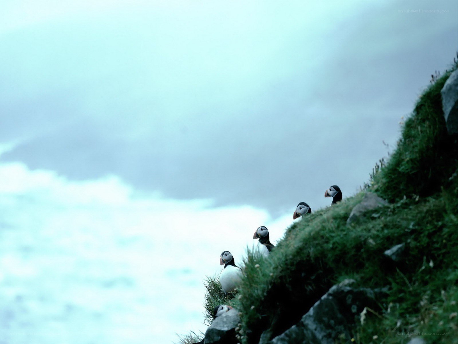 Puffins on a cliffside