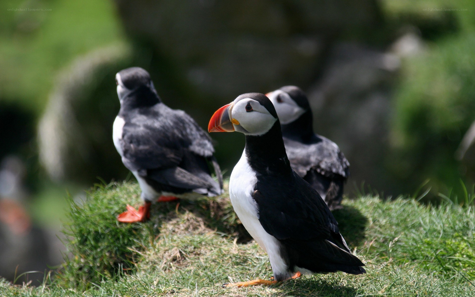 Puffins on a grassy cliff
