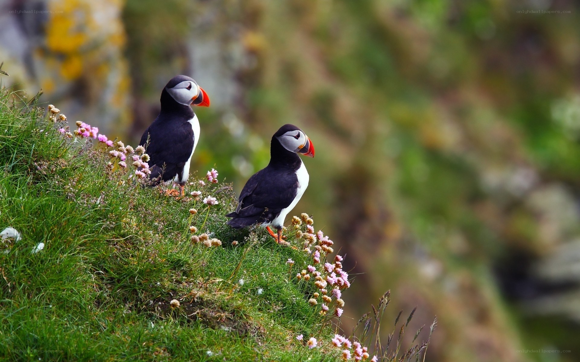 Puffins on a grassy cliff