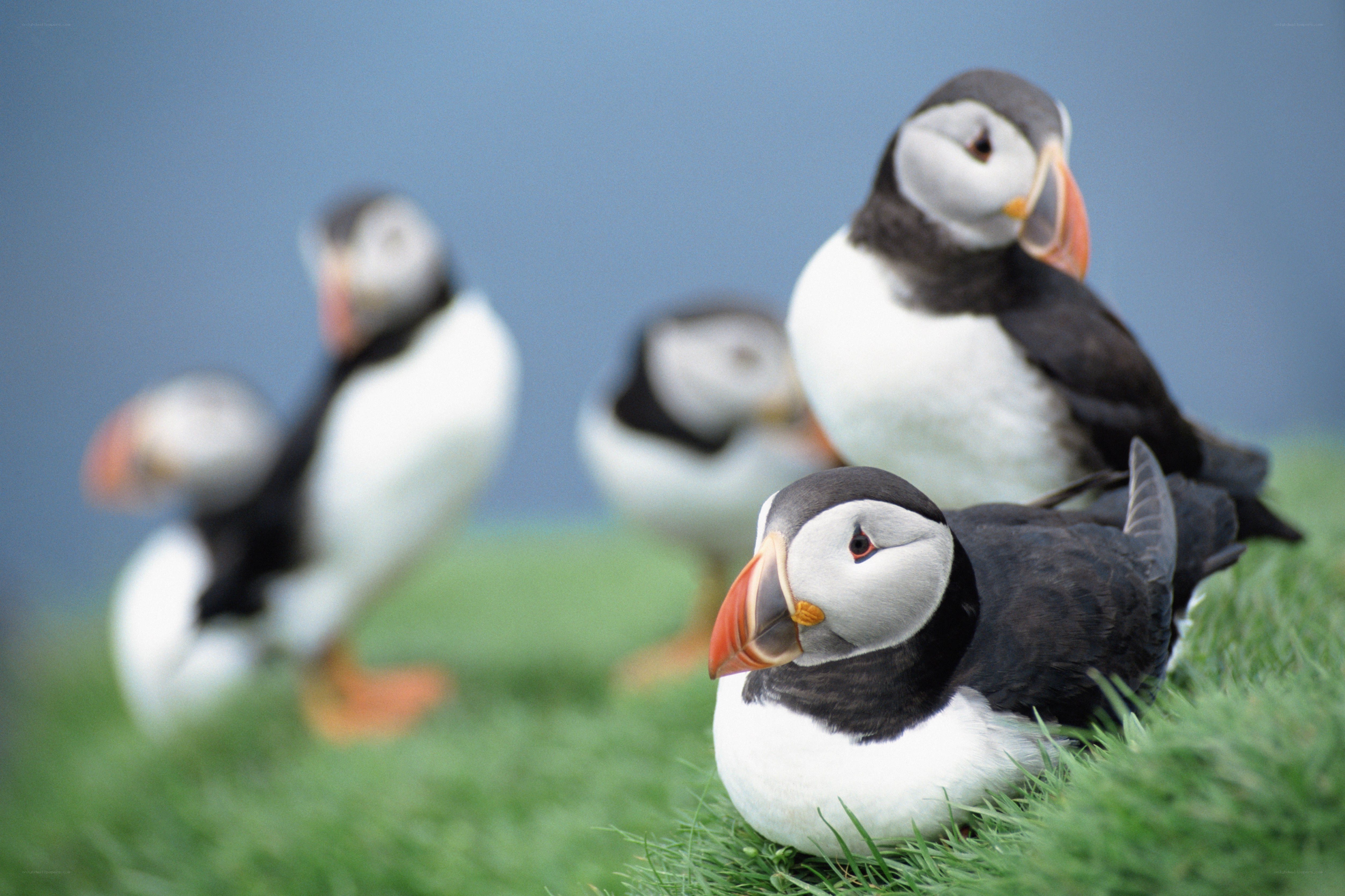 Puffins on a grassy hill