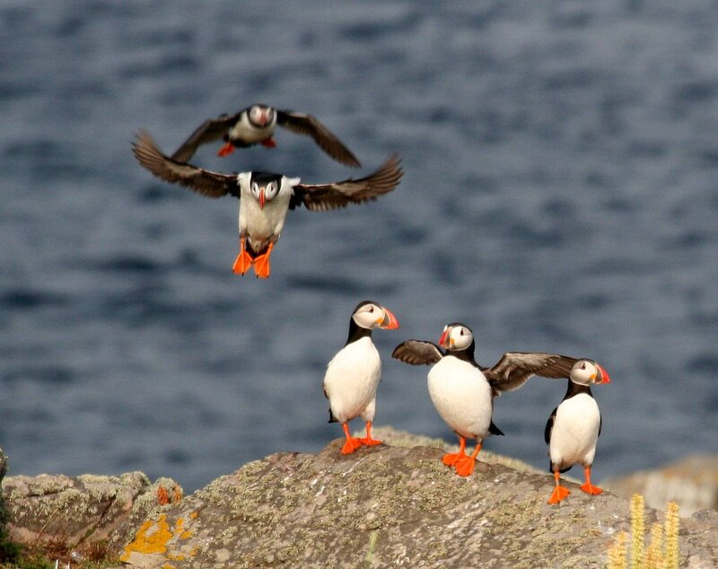 Puffins on a Rock — Gray