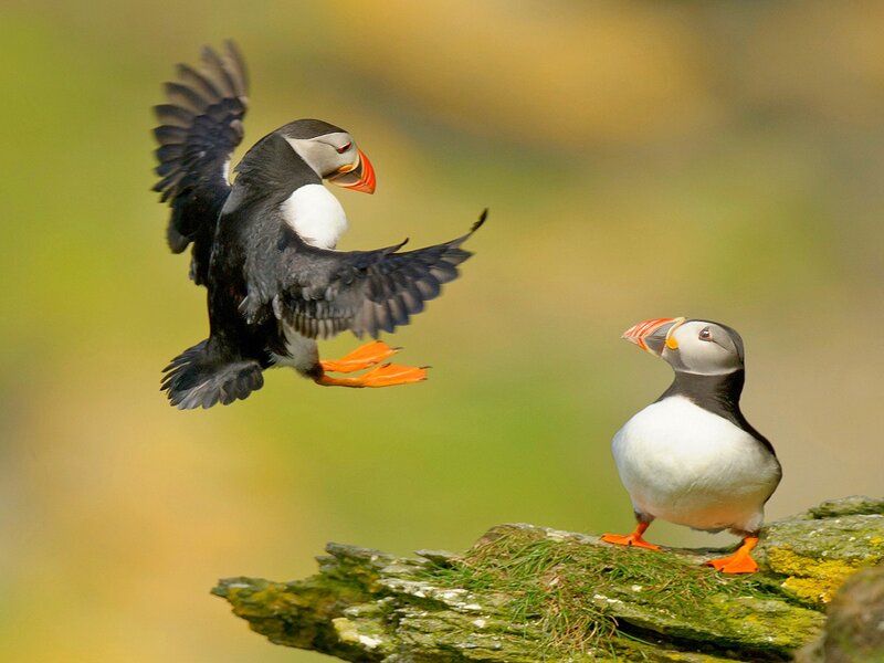 Puffins on a Rock