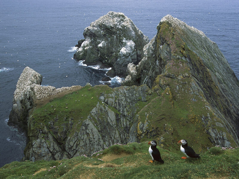 Puffins on a rocky cliff