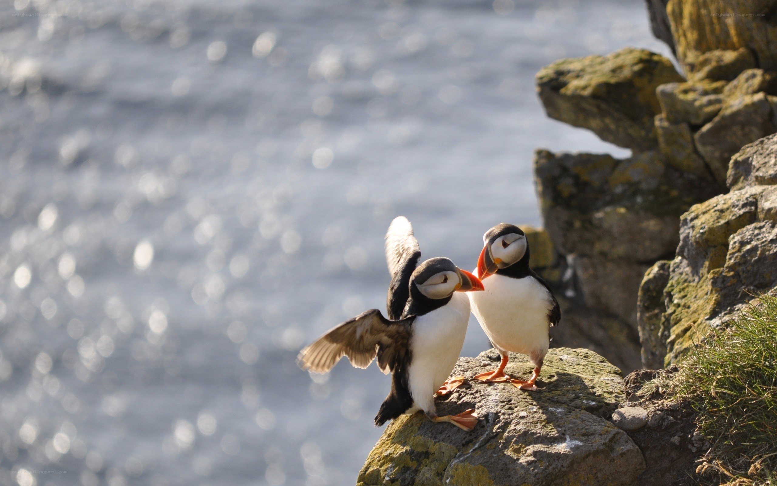 Puffins on a rocky cliff