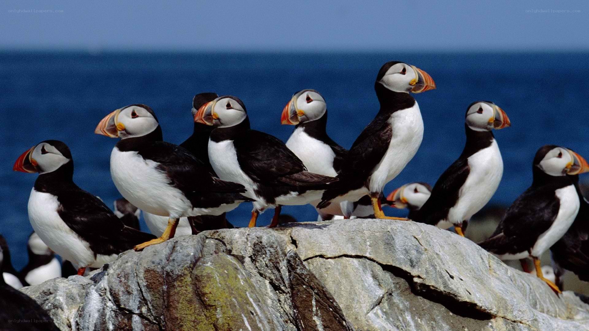 Puffins on a rocky cliff