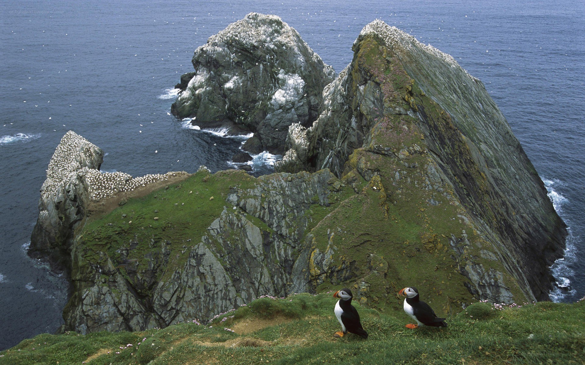 Puffins on a rocky cliff