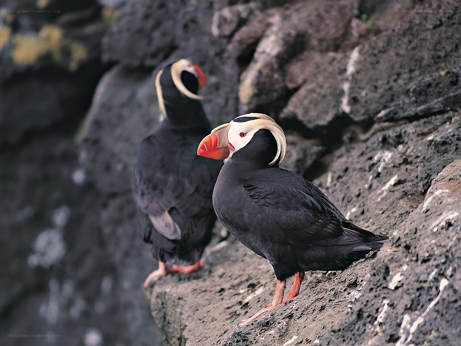 Puffins on a rocky cliff