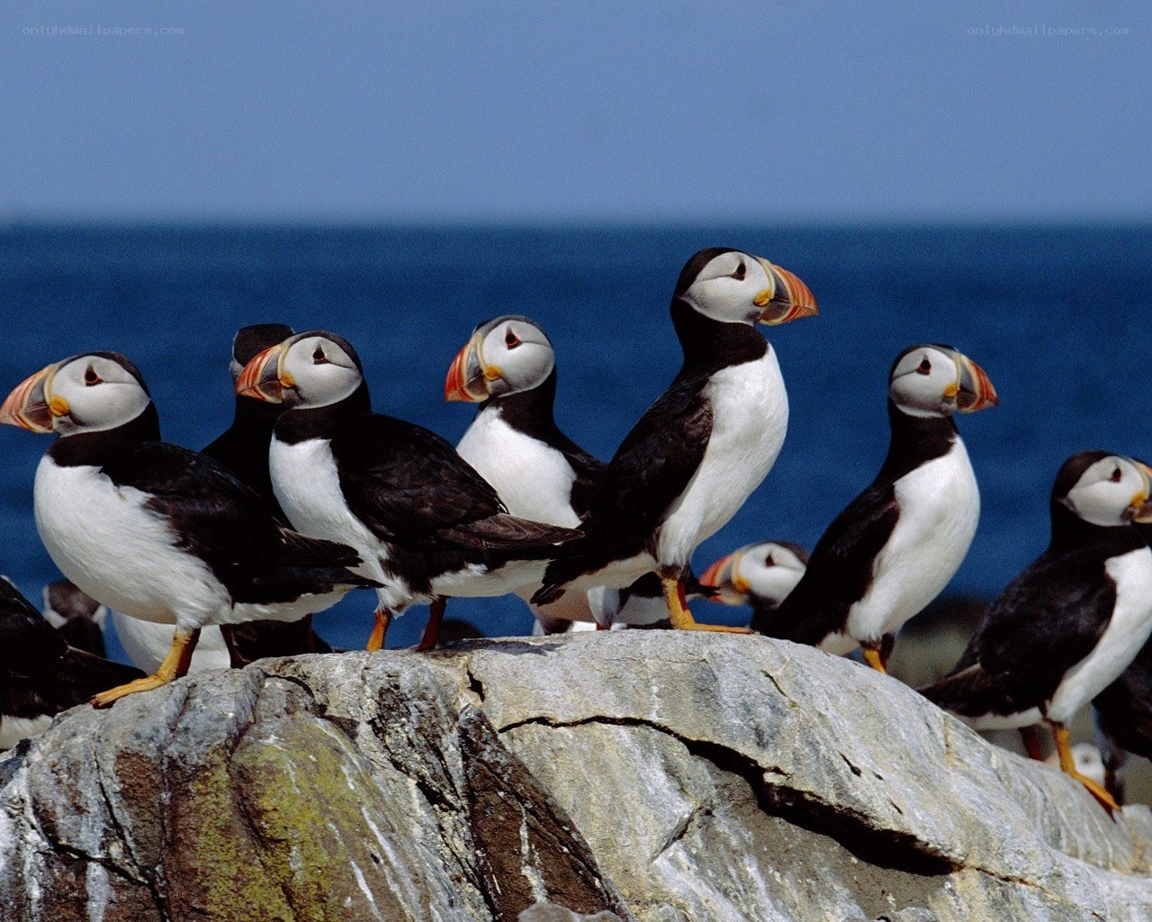 Puffins on a rocky cliff