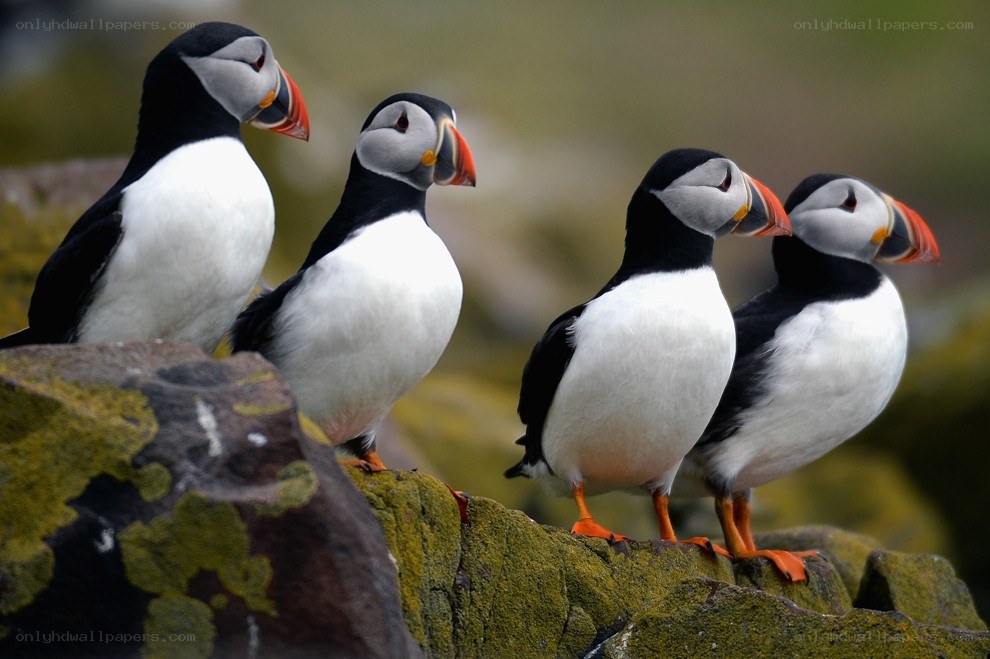 Puffins on a rocky cliff