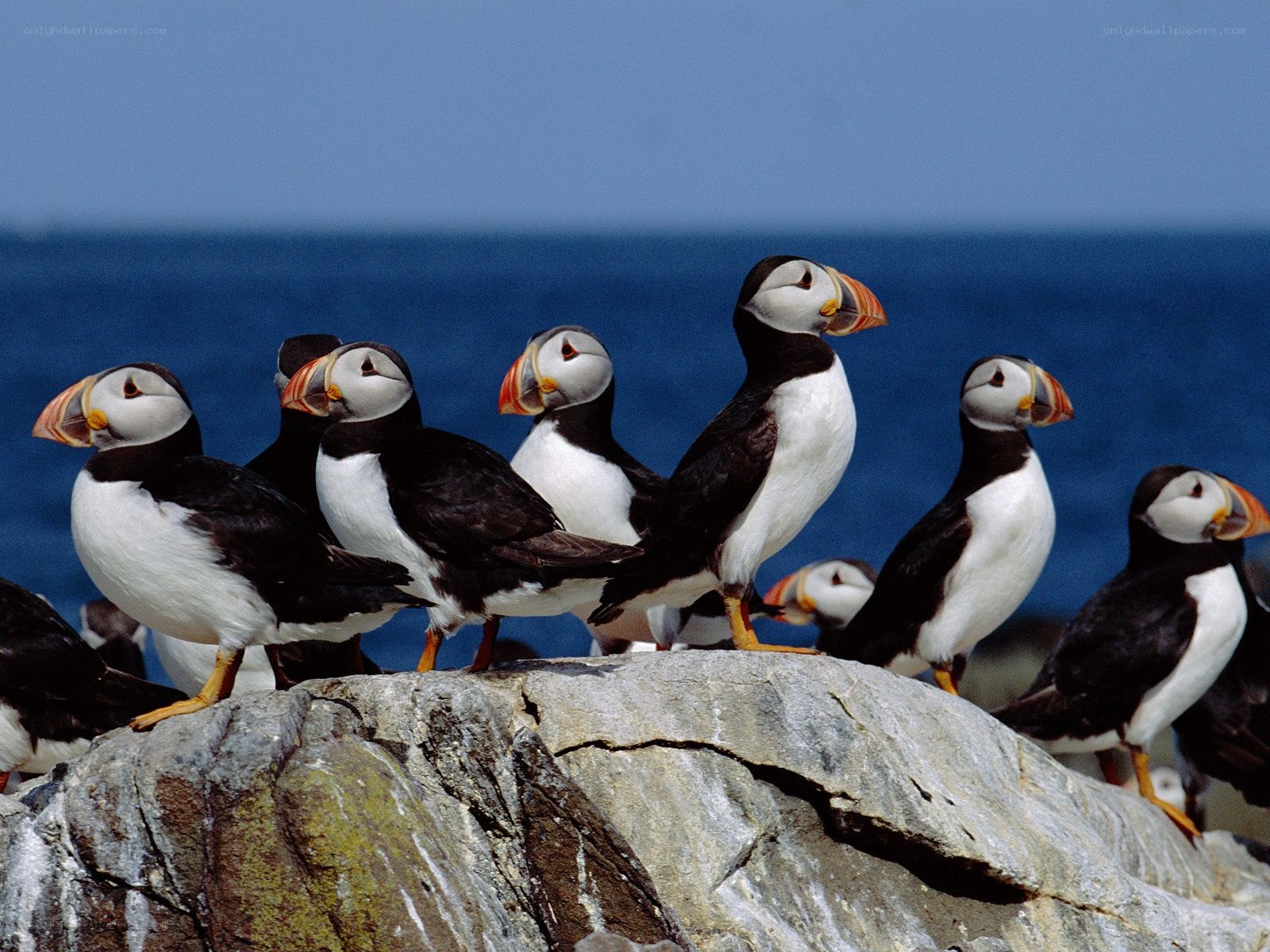 Puffins on a rocky cliff