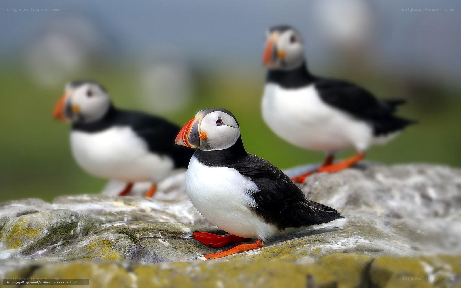 Puffins on a rocky shore