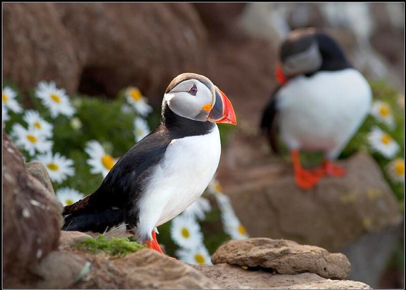 Puffins on a rocky shore