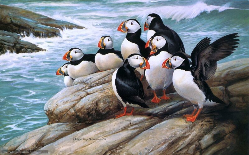 Puffins on Rocks — Black, Natural