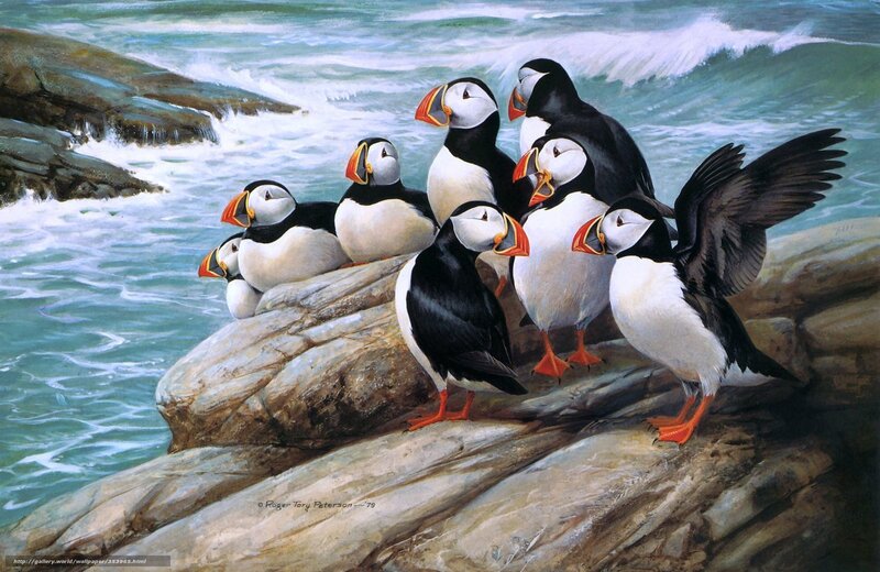 Puffins on Rocks — Black