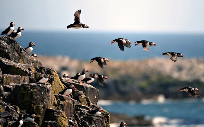 Puffins on Rocky Cliff