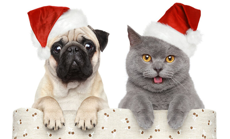 Pug and Cat in Hats — Red