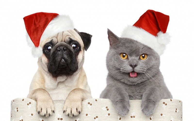 Pug and Cat in Hats — White, Festive