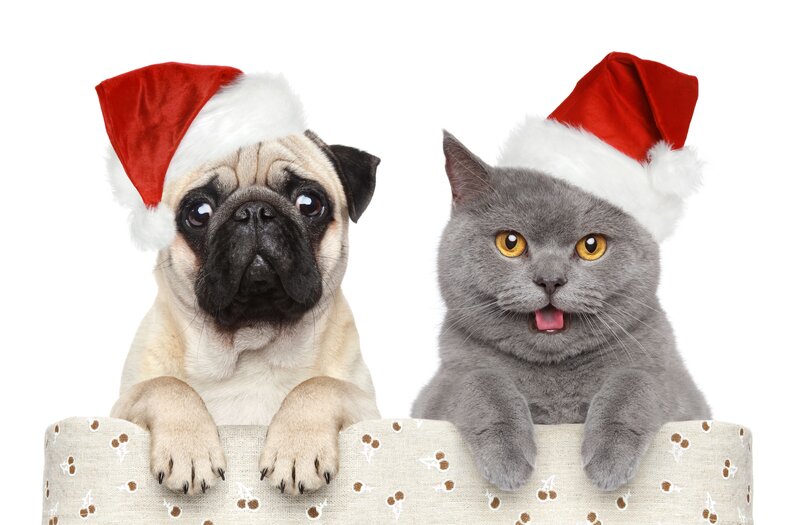 Pug and Cat in Hats — White