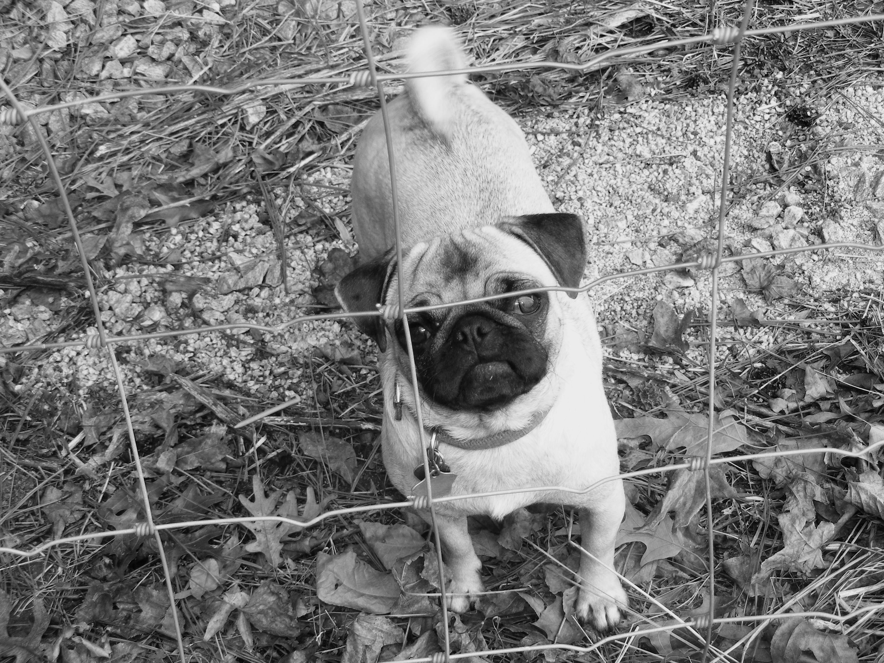 Pug behind a wire fence