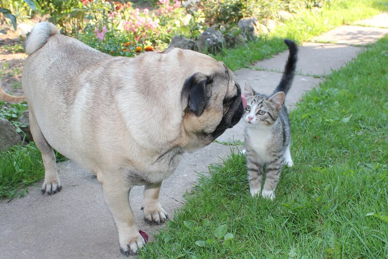 Pug Dog and Kitten — Green