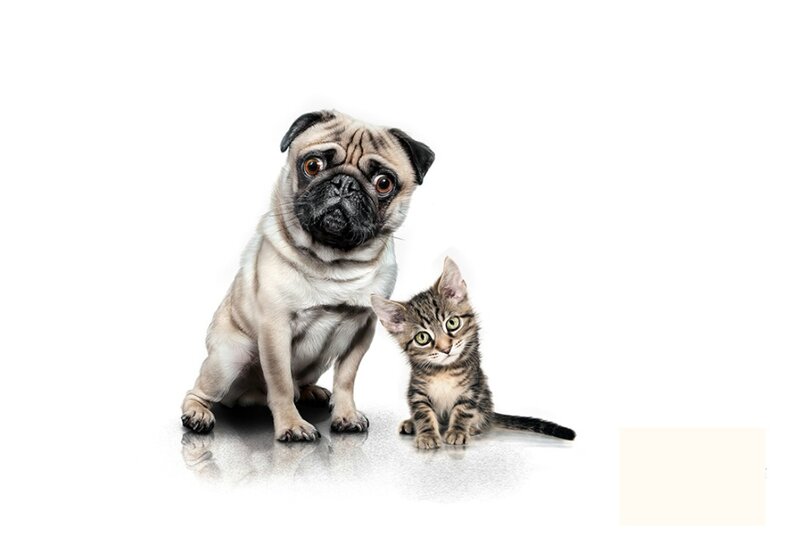 Pug Dog and Kitten