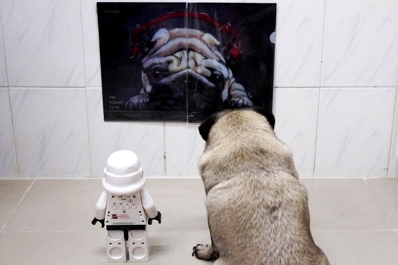 Pug Dog and Toy