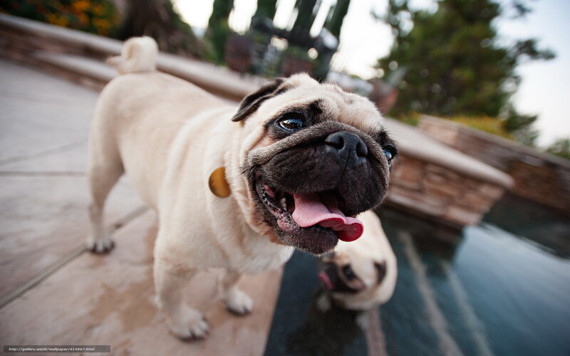 Pug Dog at Poolside — Beige, Playful