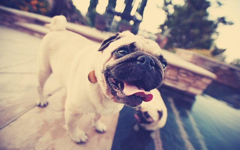 Pug Dog at Poolside — Beige