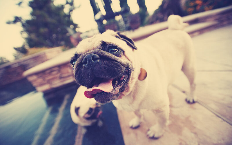 Pug Dog at Poolside
