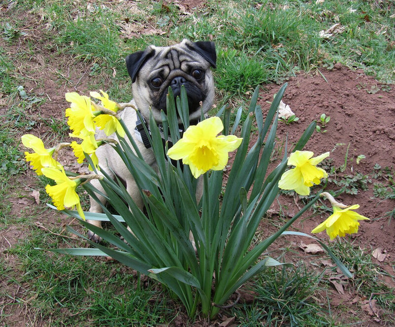 Pug Dog Behind Daffodils