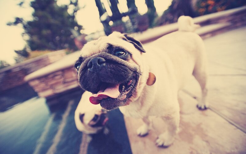 Pug dog by the pool
