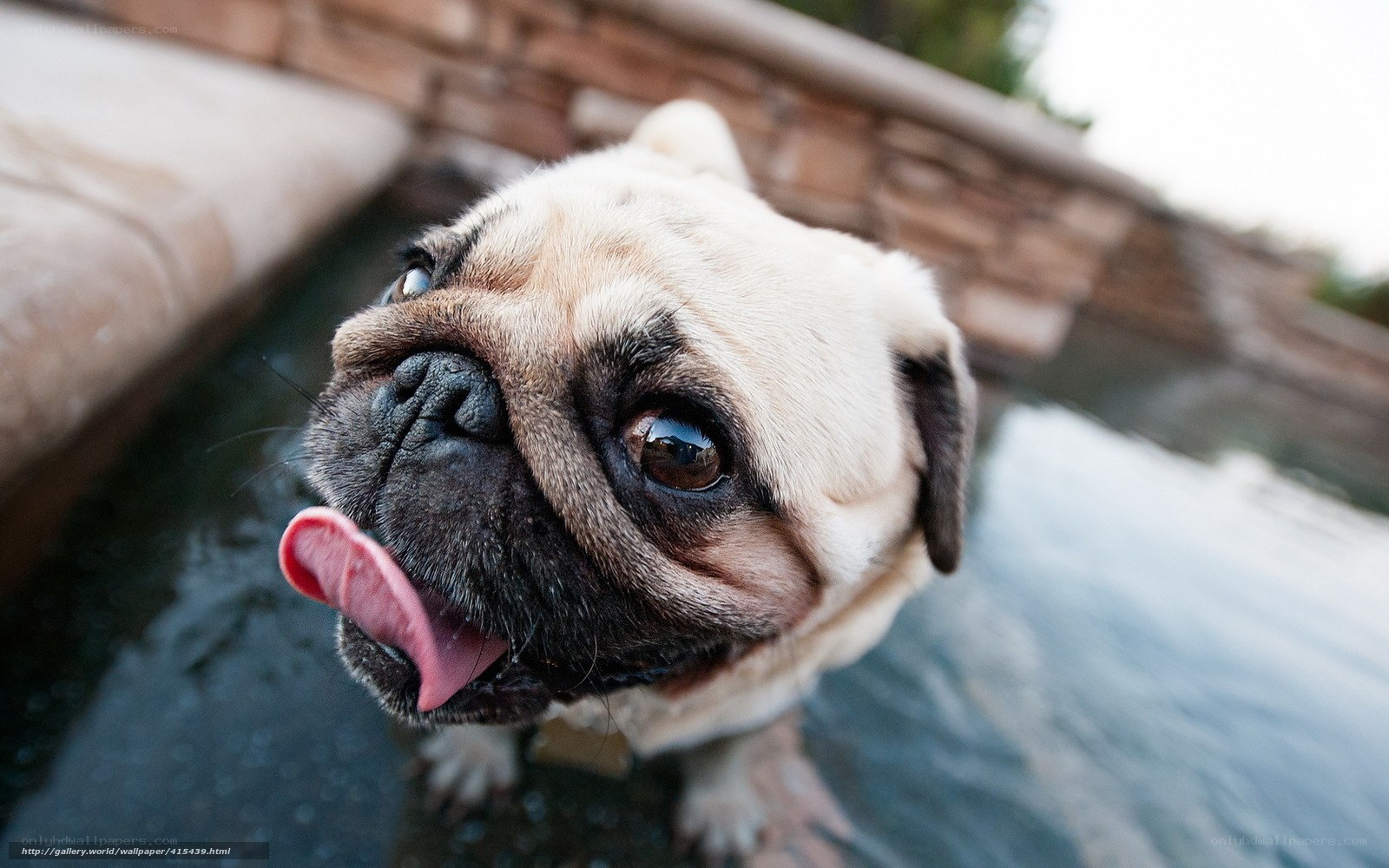 pug dog by the pool