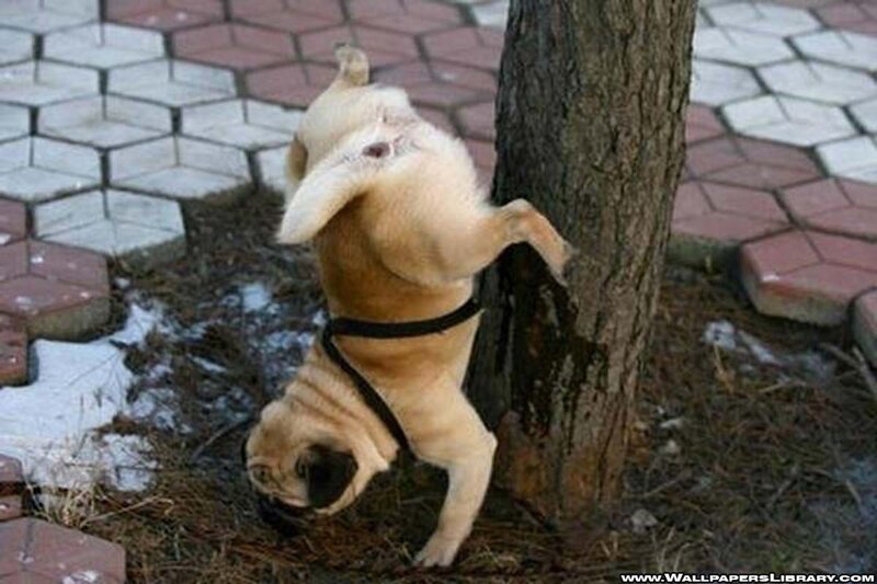 Pug Dog Climbing Tree