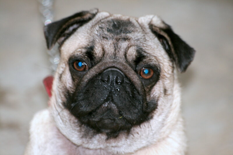 Pug Dog Close-up