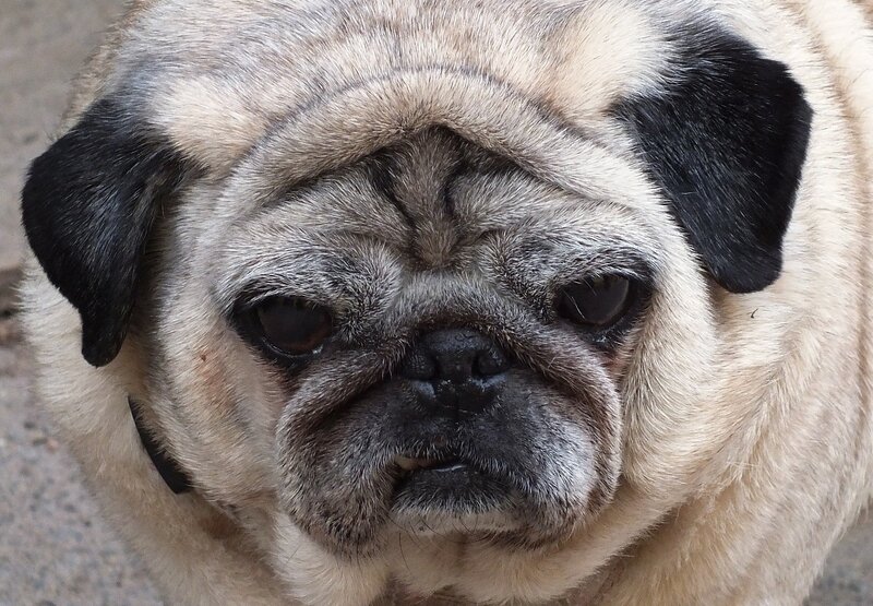 Pug Dog Face — Beige, Calm