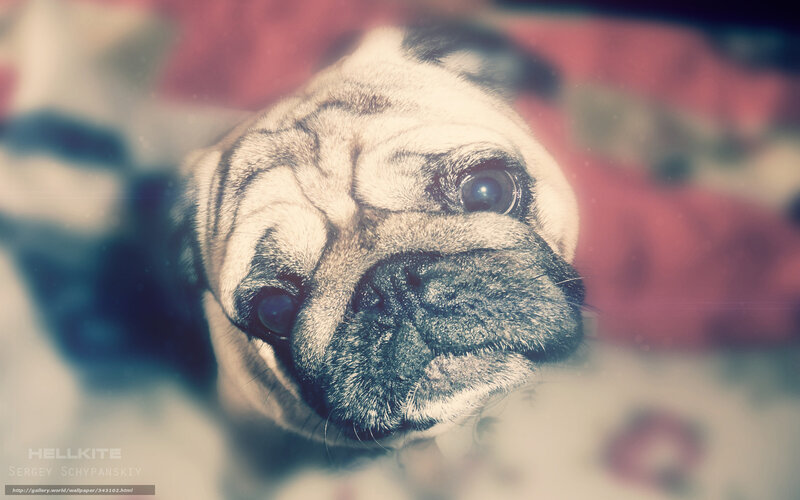 Pug Dog Face — Beige, Intimate