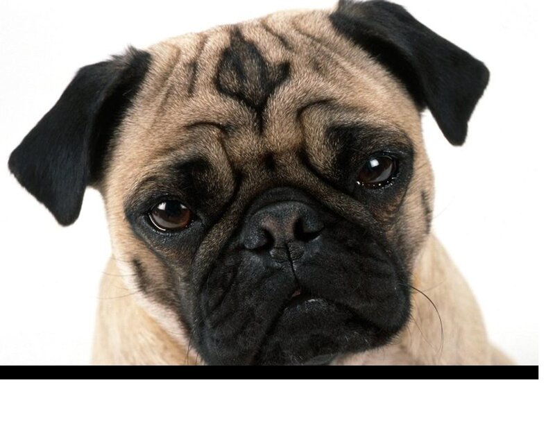 Pug Dog Face — Beige