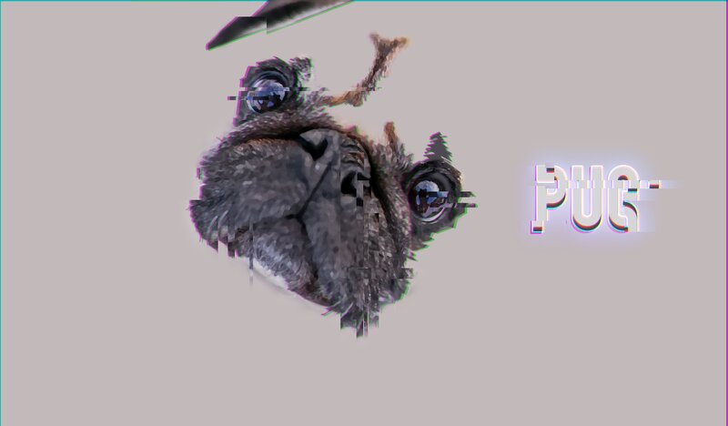 Pug Dog Face — Gray, Distorted