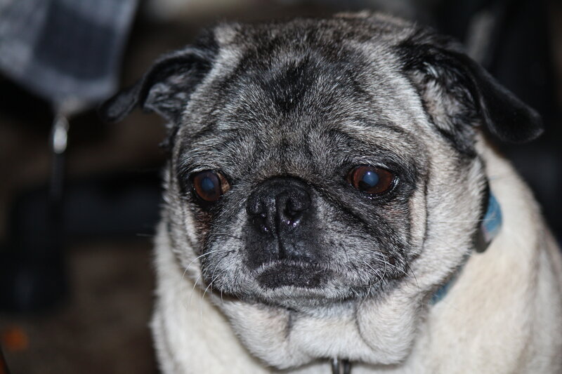Pug Dog Face — Gray