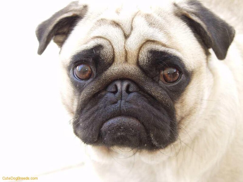 Pug Dog Face — White
