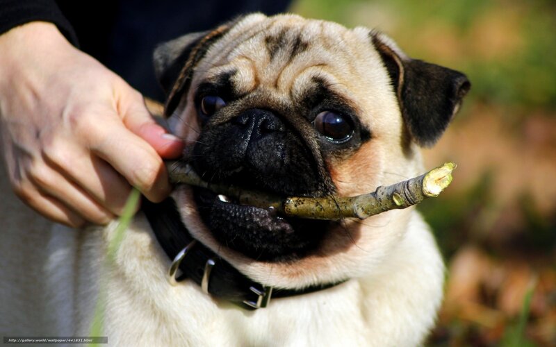 Pug Dog Holding Stick — Beige