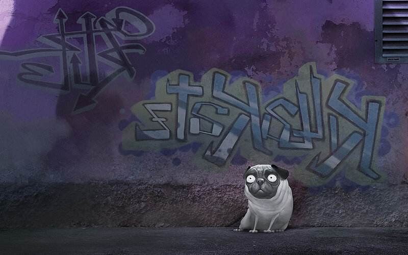 Pug Dog in Alley