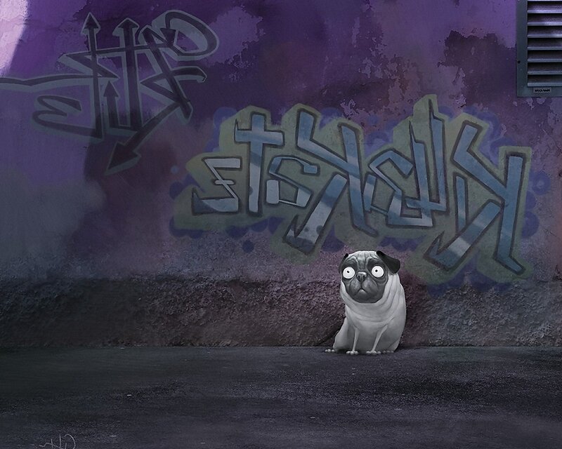 pug dog in alley with graffiti