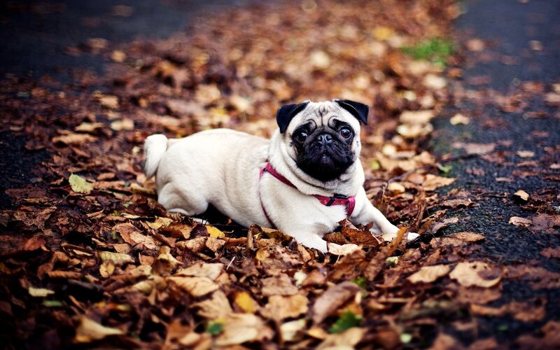 Pug dog in autumn leaves