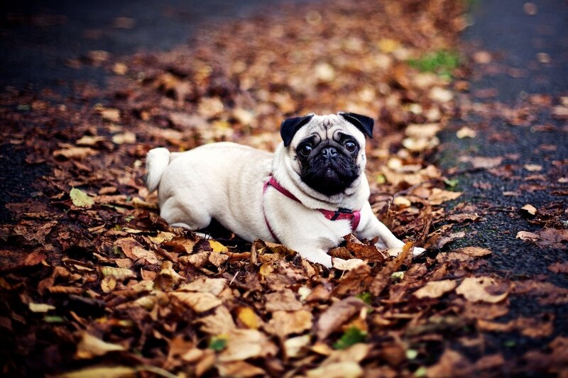 Pug dog in autumn leaves