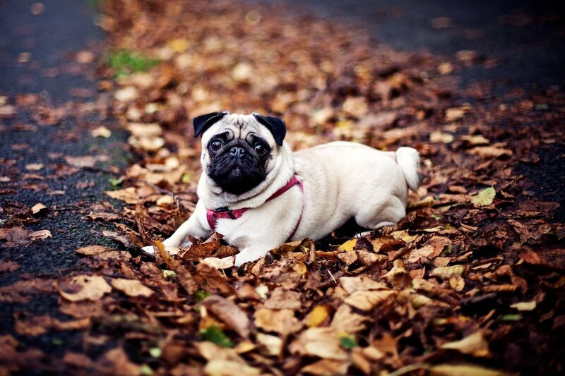 Pug dog in autumn leaves