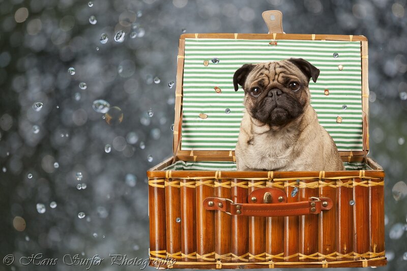 Pug Dog in Basket — Brown