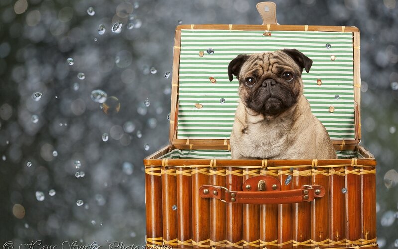 Pug Dog in Basket